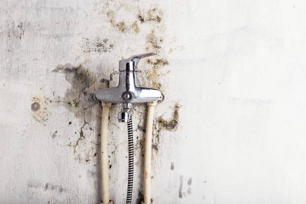 Best Mold Testing  in St Marys, GA