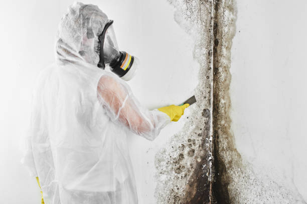 St Marys, GA Mold Removal Company