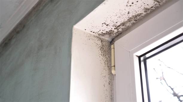 Best Fast Mold Removal  in St Marys, GA