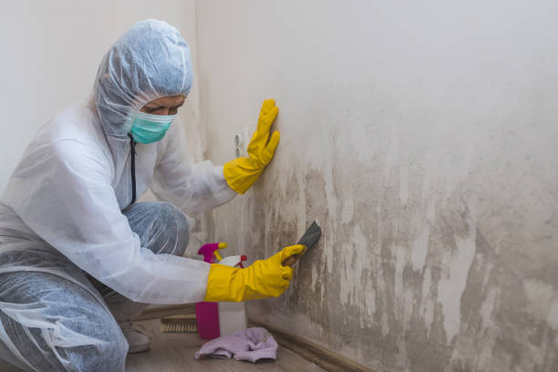 Certified Mold Removal in St Marys, GA