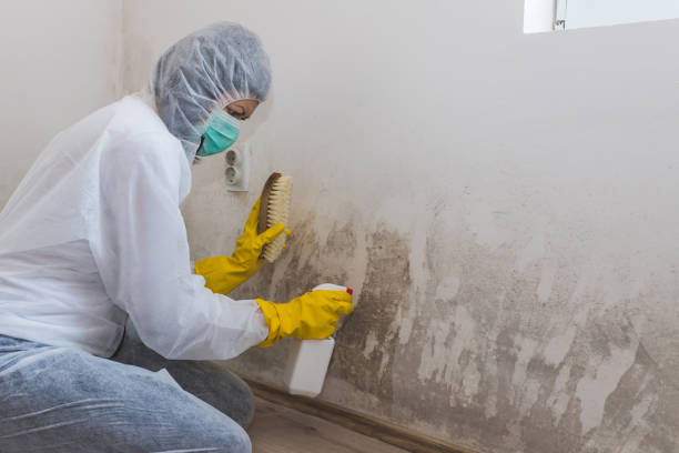 Best Toxic Mold Removal  in St Marys, GA