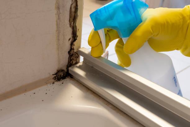 Best Mold Damage Repair  in St Marys, GA