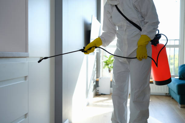 Best Black Mold Removal  in St Marys, GA