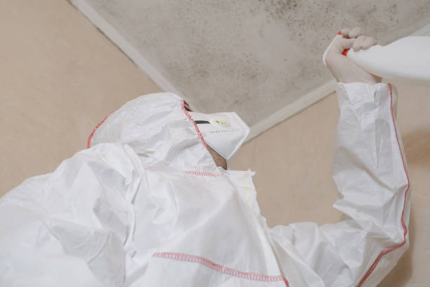 Best Mold Removal Company Near Me  in St Marys, GA