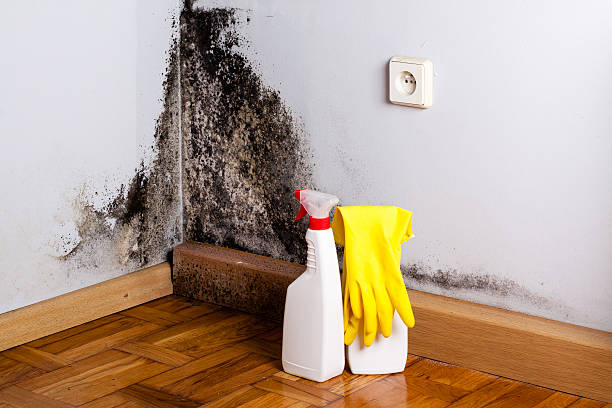 Best Residential Mold Removal  in St Marys, GA