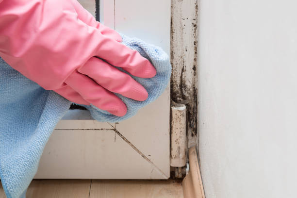 Best Attic Mold Removal  in St Marys, GA