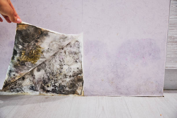 Best Same-Day Mold Removal  in St Marys, GA